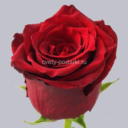 Букет 51  роза Эксплорер (80 см)  